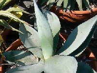 Agave guiengola ©JL P1020344.JPG